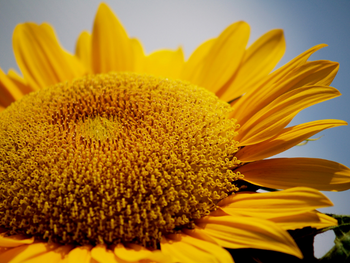 sunflower yield